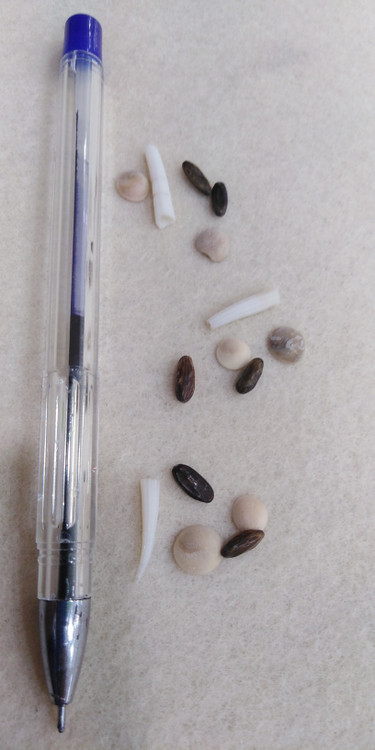 مهره مار اصل